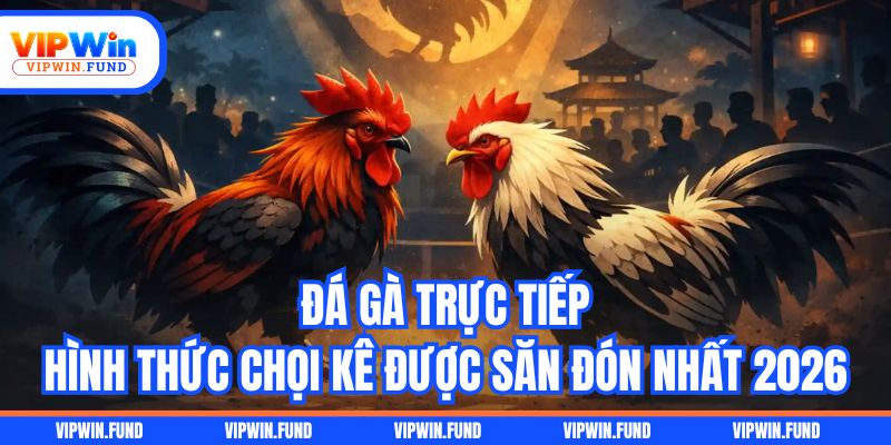 Đá Gà Trực Tiếp - Hình Thức Chọi Kê Được Săn Đón Nhất 2026