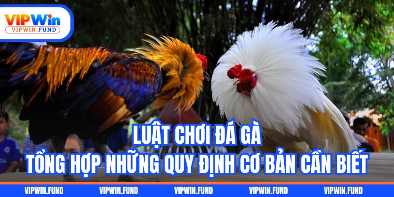 Luật Chơi Đá Gà - Tổng Hợp Những Quy Định Cơ Bản Cần Biết